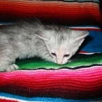 Savannah, F-7B, Dilute Female, DB 5-9-18