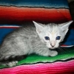 Savannah, F-7B, Dilute Female, DB 5-9-18