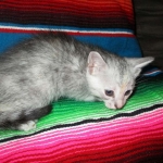 Savannah, F-7B, Dilute Female, DB 5-9-18