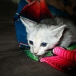 Savannah, F-7B, Dilute Female, DB 5-9-18