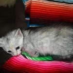 Savannah, F-7B, Dilute Female, DB 5-9-18