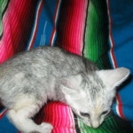 Savannah, F-7B, Dilute Female, DB 5-9-18