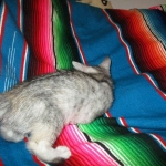 Savannah, F-7B, Dilute Female, DB 5-9-18