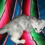 Savannah, F-7B, Dilute Female, DB 5-9-18