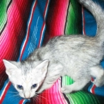 Savannah, F-7B, Dilute Female, DB 5-9-18