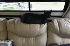 Smoke Savannah F-7B Female Black smoke DOB 1-29-19