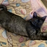 Smoke, Savannah, F-7B, Female, Black smoke, DOB 1-29-19