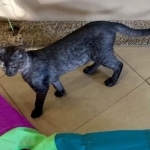 Smoke, Savannah, F-7B, Female, Black smoke, DOB 1-29-19