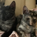 Smoke, Savannah, F-7B, Female, Black smoke, DOB 1-29-19