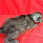 Savannah, F-7B, Female, Black smoke, DOB 1-29-19