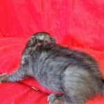 Savannah, F-7B, Female, Black smoke, DOB 1-29-19