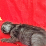 Savannah, F-7B, Female, Black smoke, DOB 1-29-19