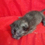 Savannah, F-7B, Female, Black smoke, DOB 1-29-19