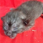 Savannah, F-7B, Female, Black smoke, DOB 1-29-19