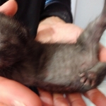 Savannah, F-7B, Female, Black smoke, DOB 1-29-19