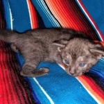 Savannah, F-7B, Female, Black smoke, DOB 1-29-19