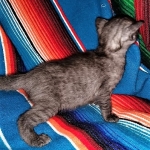 Savannah, F-7B, Female, Black smoke, DOB 1-29-19