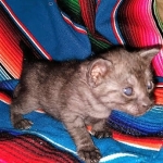 Savannah, F-7B, Female, Black smoke, DOB 1-29-19