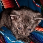 Savannah, F-7B, Female, Black smoke, DOB 1-29-19