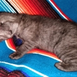 Savannah, F-7B, Female, Black smoke, DOB 1-29-19