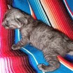 Savannah, F-7B, Female, Black smoke, DOB 1-29-19