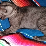 Savannah, F-7B, Female, Black smoke, DOB 1-29-19