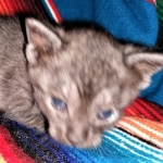 Savannah, F-7B, Female, Black smoke, DOB 1-29-19