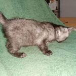 Savannah, F-7B, Female, Black smoke, DOB 1-29-19