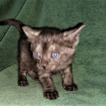 Savannah, F-7B, Female, Black smoke, DOB 1-29-19