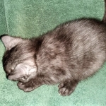 Savannah, F-7B, Female, Black smoke, DOB 1-29-19