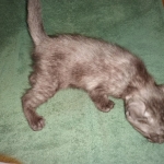 Savannah, F-7B, Female, Black smoke, DOB 1-29-19