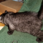 Savannah, F-7B, Female, Black smoke, DOB 1-29-19