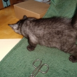 Savannah, F-7B, Female, Black smoke, DOB 1-29-19