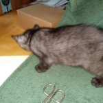 Savannah, F-7B, Female, Black smoke, DOB 1-29-19