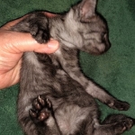 Savannah, F-7B, Female, Black smoke, DOB 1-29-19