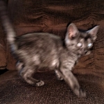 Savannah, F-7B, Female, Black smoke, DOB 1-29-19