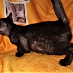 Savannah, F-7B, Female, Black smoke, DOB 1-29-19