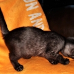 Savannah, F-7B, Female, Black smoke, DOB 1-29-19