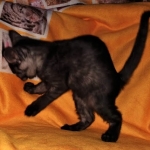 Savannah, F-7B, Female, Black smoke, DOB 1-29-19