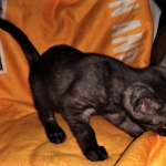 Savannah, F-7B, Female, Black smoke, DOB 1-29-19