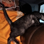 Savannah, F-7B, Female, Black smoke, DOB 1-29-19