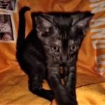 Savannah, F-7B, Female, Black smoke, DOB 1-29-19