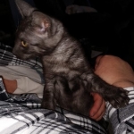 Savannah, F-7B, Female, Black smoke, DOB 1-29-19