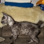 Savannah, F-7B, Female, Black smoke, DOB 1-29-19