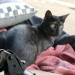 Smoke, Savannah, F-7B, Female, Black smoke, DOB 1-29-19