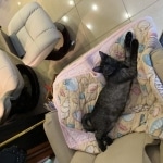 Smoke, Savannah, F-7B, Female, Black smoke, DOB 1-29-19