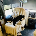 Smoke, Savannah, F-7B, Female, Black smoke, DOB 1-29-19