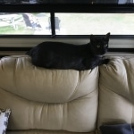 Smoke, Savannah, F-7B, Female, Black smoke, DOB 1-29-19