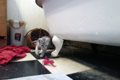 Winchester Eloise, Savannah F-7B Female Dilute calico DOB 1-29-19