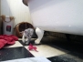 Winchester Eloise, Savannah F-7B Female Dilute calico DOB 1-29-19